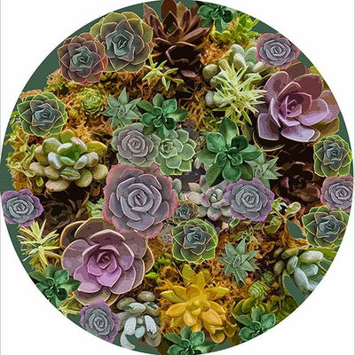 Succulents Evergreen 16" Round Pebble Placemat Set of 4 - nicolettemayer.com