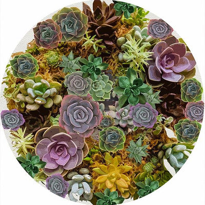 Succulents White 16" Round Pebble Placemat Set of 4 - nicolettemayer.com